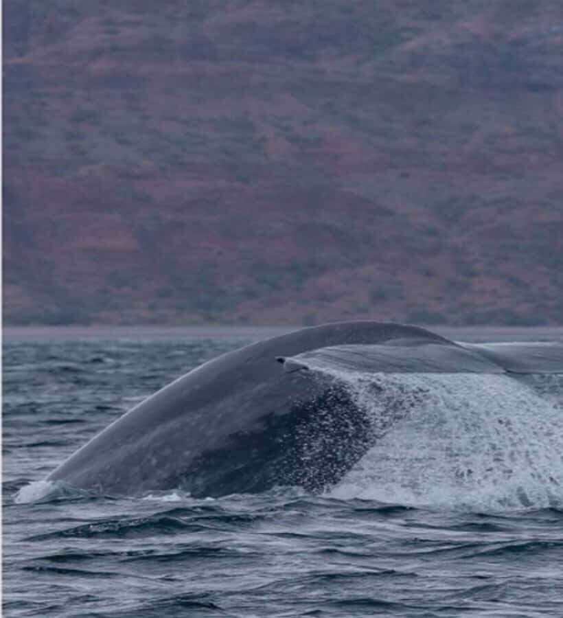 Loreto: Whale Watching Cruise with Transfers and Lunch - What the Tour Includes and What You Should Consider