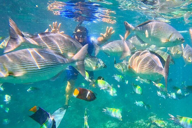 Los Arcos 5 islands Snorkeling Cliff Jumping and Hidden Beach - Snorkeling and Marine Life: A Closer Look