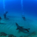 Los Cabos 3-Hour Certified Scuba Diving Tour - What We Think About the Value