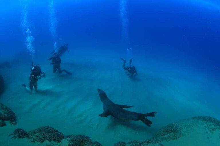 Los Cabos 3-Hour Certified Scuba Diving Tour - What We Think About the Value