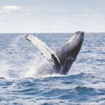 Los Cabos All Included Whale Watching Experience - Authentic Marine Encounters and Scenic Beauty