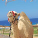 Los Cabos: Cactus Day Pass - Final Thoughts: Is the Cactus Day Pass Worth It?