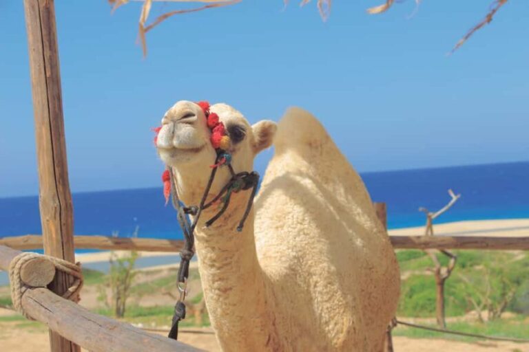 Los Cabos: Cactus Day Pass - Final Thoughts: Is the Cactus Day Pass Worth It?