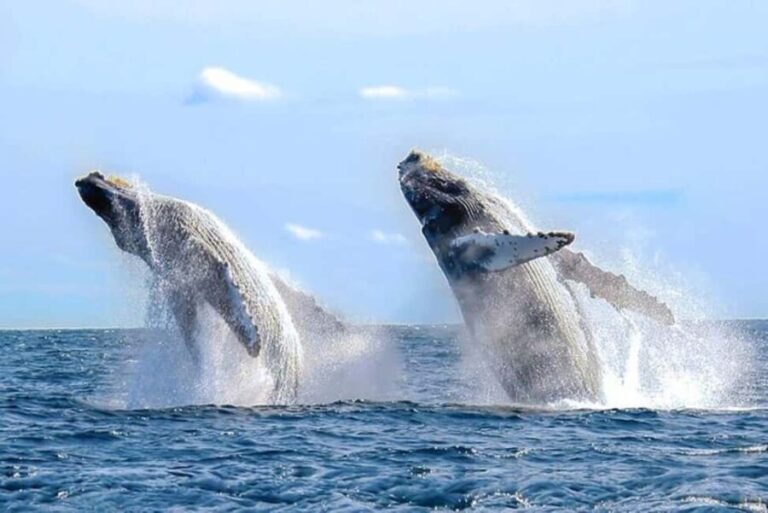 Los Cabos: Catamaran Whale Watching Cruise - What Makes This Tour Stand Out?