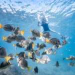 Los Cabos: Glass Bottom Kayak and Snorkel Tour at the Arch - Authentic Experiences and Real Feedback