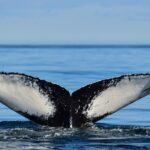 Los Cabos Humpback Whale: 10-Hour Tour 3 Hours of Whale Watching - The Review in Context