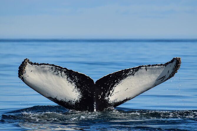 Los Cabos Humpback Whale: 10-Hour Tour 3 Hours of Whale Watching - The Review in Context