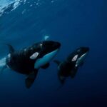 Los Cabos: Ocean Safari Snorkeling and Freediving Tour - Is It Worth the Price?