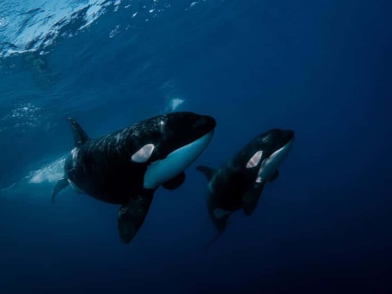 Los Cabos: Ocean Safari Snorkeling and Freediving Tour - Is It Worth the Price?