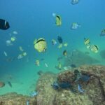 Los Cabos Open Water Diver Course - The Bottom Line: Who Should Consider This Course?