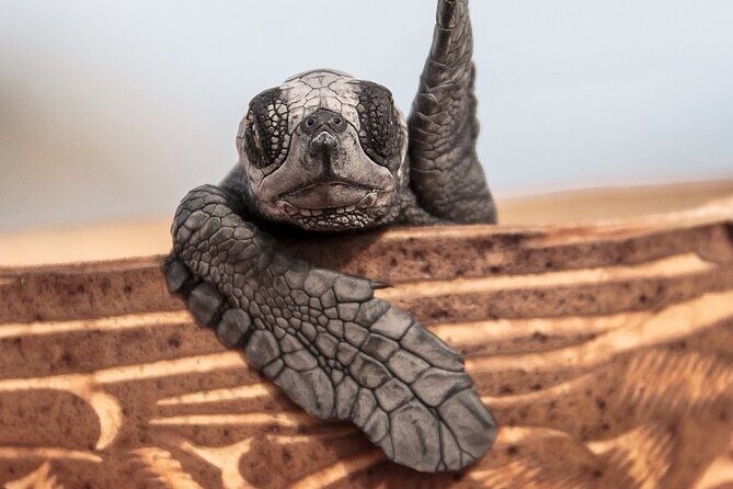 Los Cabos turtle release conservation program - Who Will Love This Tour?
