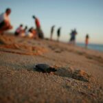 Los Cabos Turtle Release Eco-Experience - FAQ