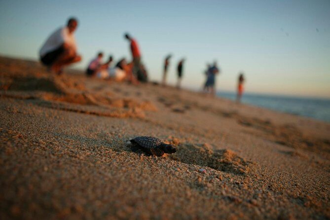 Los Cabos Turtle Release Eco-Experience - FAQ