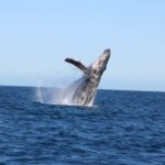 Los Cabos: Whale Watching and Safari - Why This Tour Is Worth Considering