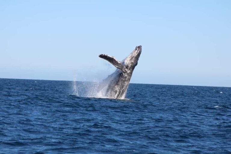 Los Cabos: Whale Watching and Safari - Why This Tour Is Worth Considering