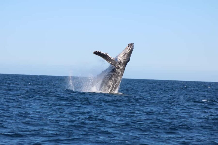 Los Cabos: Whale Watching and Safari - Why This Tour Is Worth Considering