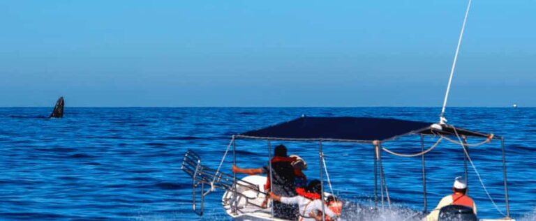 Los Cabos: Whale Watching by Glass Bottom Boat - Who Will Appreciate This Tour?