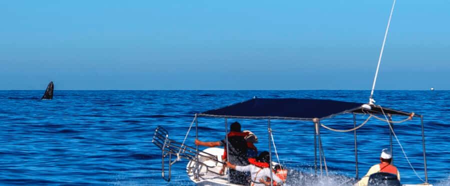 Los Cabos: Whale Watching by Glass Bottom Boat - Who Will Appreciate This Tour?
