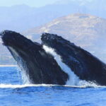 Los Cabos: Whale Watching (Transport and Pictures Included) - What Makes This Whale Watching Tour Stand Out