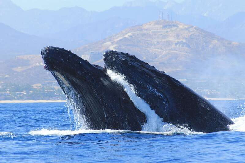 Los Cabos: Whale Watching (Transport and Pictures Included) - What Makes This Whale Watching Tour Stand Out