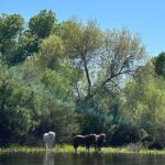 Lower Salt River Guided Kayak Tours - What to Expect on the Itinerary