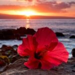 Luxury Airport Transfer in Hawaii - Final Thoughts