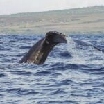 Maalaea Whale Watching Activity Visit - Who Should Consider This Tour?