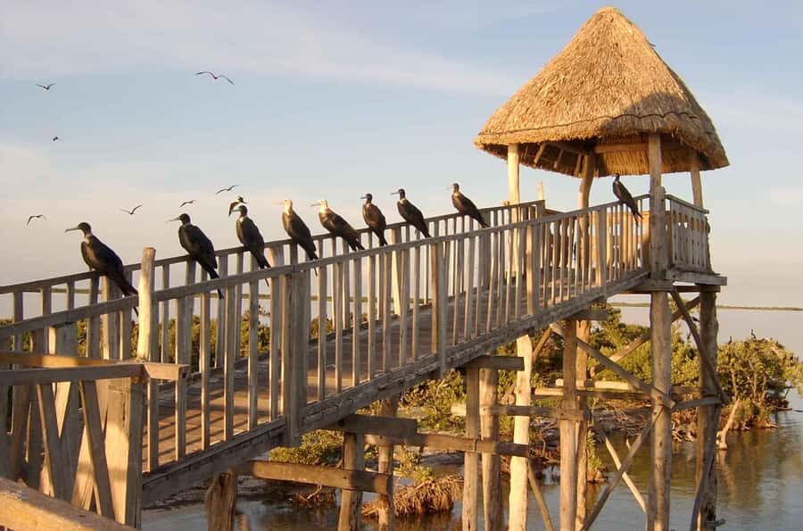 Magical Sunrise on Holbox Island VIP - Coffee & Light Breakfast - Practical Tips for Participants