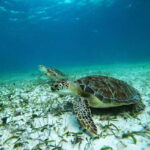 Mahahual: Snorkel Tour in Reef Lagoon - An In-Depth Look at the Snorkel Tour Experience