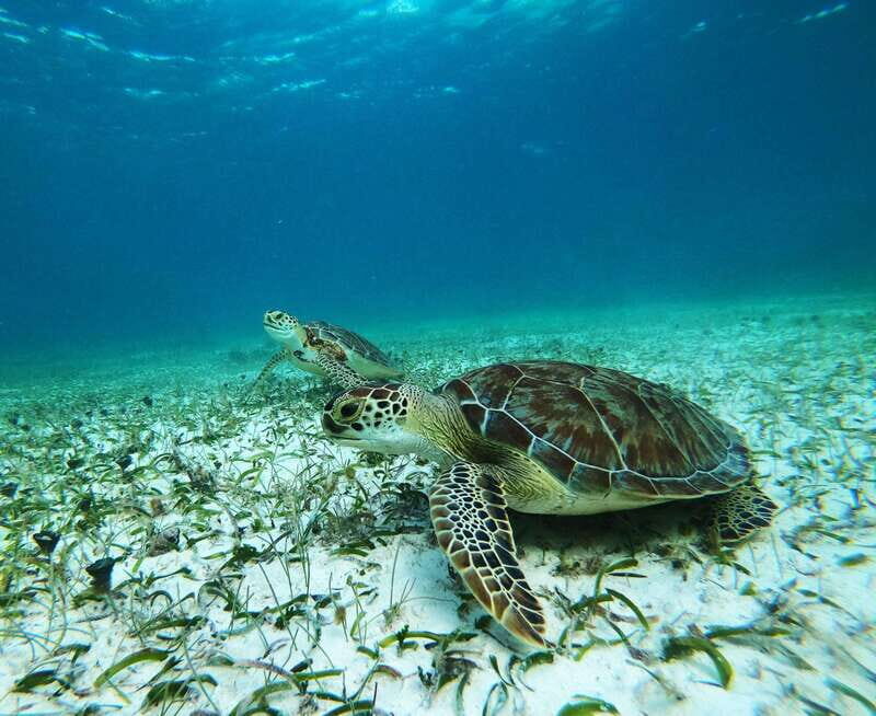 Mahahual: Snorkel Tour in Reef Lagoon - An In-Depth Look at the Snorkel Tour Experience
