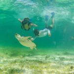 Mahahual: Snorkeling Boat Tour - Key Points