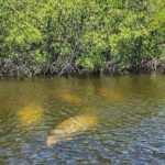 Manatee, Dolphin and 10,000 Islands Sunset Cruise! - Wildlife sightings: what to expect