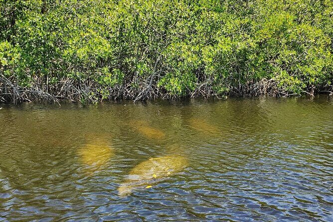 Manatee, Dolphin and 10,000 Islands Sunset Cruise! - Wildlife sightings: what to expect