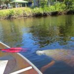 Manatee Kayak Encounter - Final Thoughts