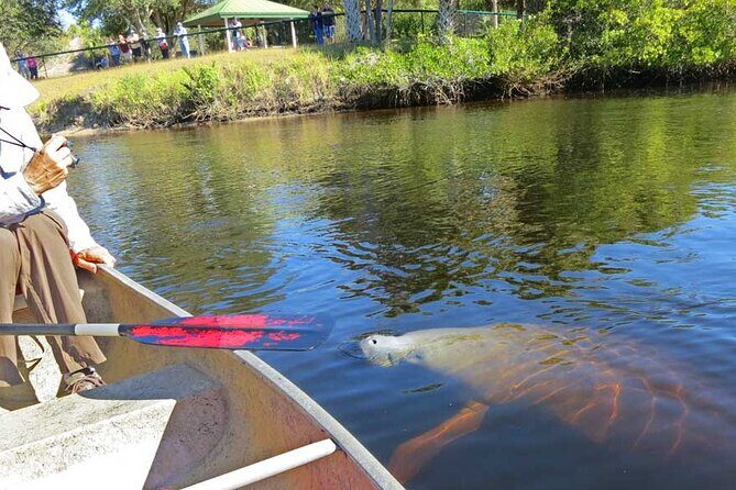 Manatee Kayak Encounter - Final Thoughts