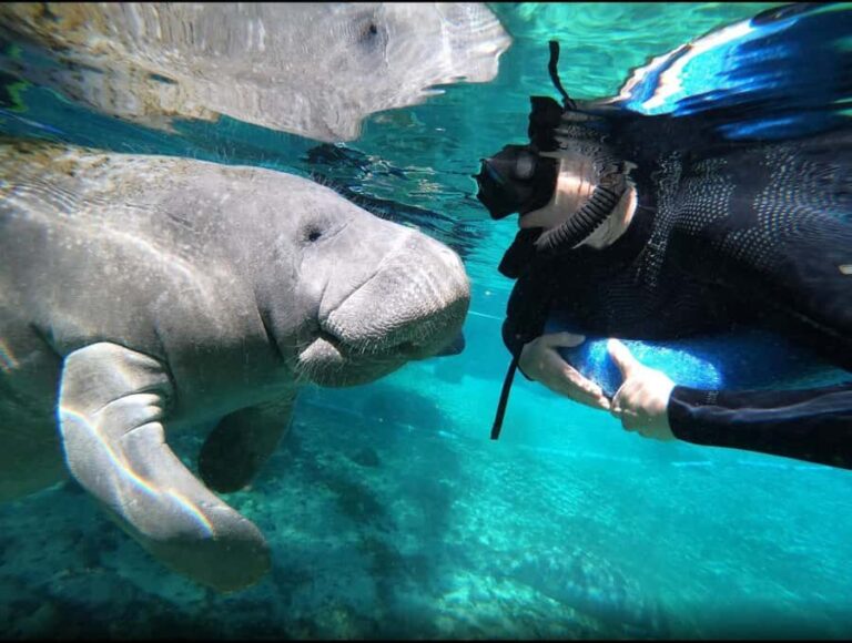 Manatee Snorkeling Tour with in water Guide and photographer - Analyzing Cost and Value