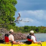 Mangrove Jungle exploration on SUP/Kayak - The Realities: Pros and Cons