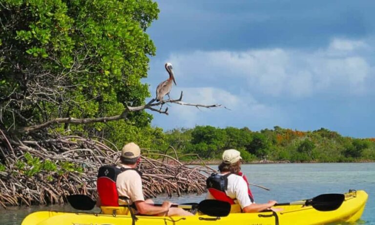 Mangrove Jungle exploration on SUP/Kayak - The Realities: Pros and Cons