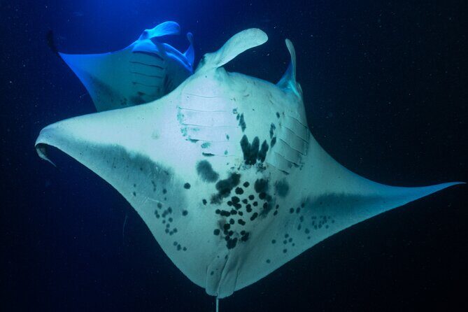 Manta Ray Night Snorkel Adventure in Kailua-Kona - The Itinerary and Site Highlights