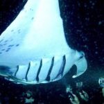 Manta Ray Night Snorkel and Dive - Final Thoughts