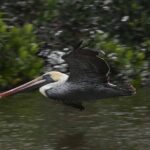 Marco Island: 2-Hour Dolphin, Birding, and Shelling Tour - FAQ