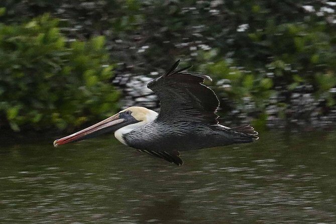 Marco Island: 2-Hour Dolphin, Birding, and Shelling Tour - FAQ
