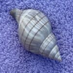 Marco Island: Dolphin, Shelling, Beach & Ten Thousand Island - Analyzing the Experience: Who Is It For?