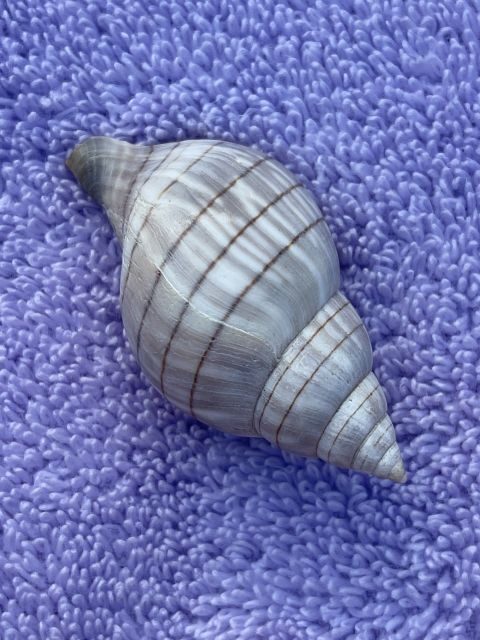 Marco Island: Dolphin, Shelling, Beach & Ten Thousand Island - Analyzing the Experience: Who Is It For?