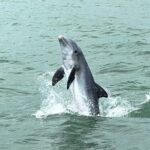 Marco Island Private Tubing, Dolphin Watching and Shelling Tour - Who Will Love This Tour?