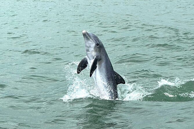 Marco Island Private Tubing, Dolphin Watching and Shelling Tour - Who Will Love This Tour?