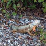 Marco Island Safari Truck Tour - Final Thoughts