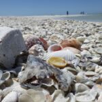 Marco Island: Ten Thousand Islands Shelling & Dolphin Tour - Who Should Consider This Tour?