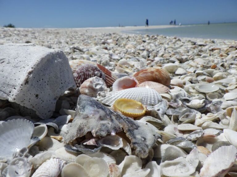 Marco Island: Ten Thousand Islands Shelling & Dolphin Tour - Who Should Consider This Tour?