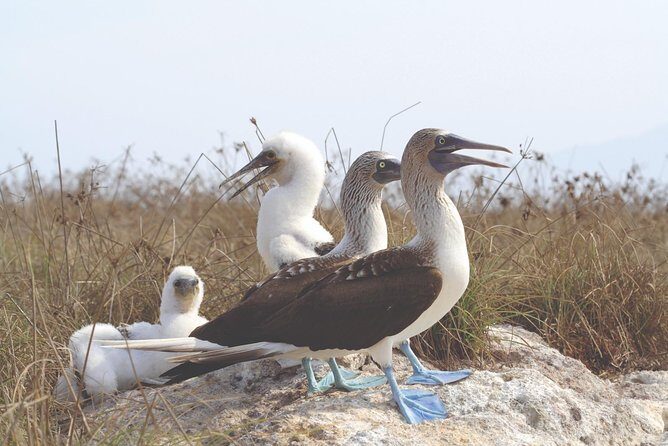 Marietas Hidden beach trip from Puerto Vallarta - Who Will Love This Tour?